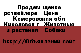 Продам щенка ротвейлера › Цена ­ 6 000 - Кемеровская обл., Киселевск г. Животные и растения » Собаки   